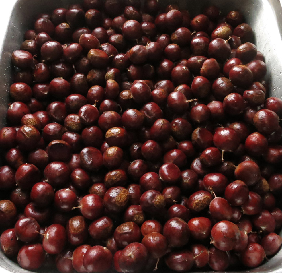  Chestnut seeds