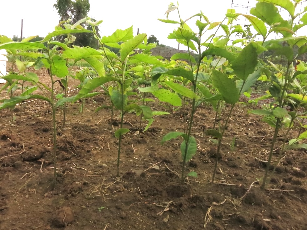 Chestnut seedlings