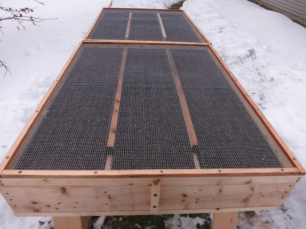 tree seedling under wire mesh in mouse proof racks