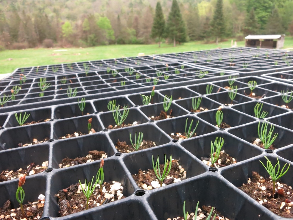Germinating Douglas fir