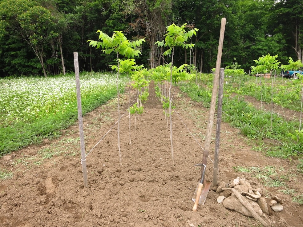 weeded black walnut seedling bed