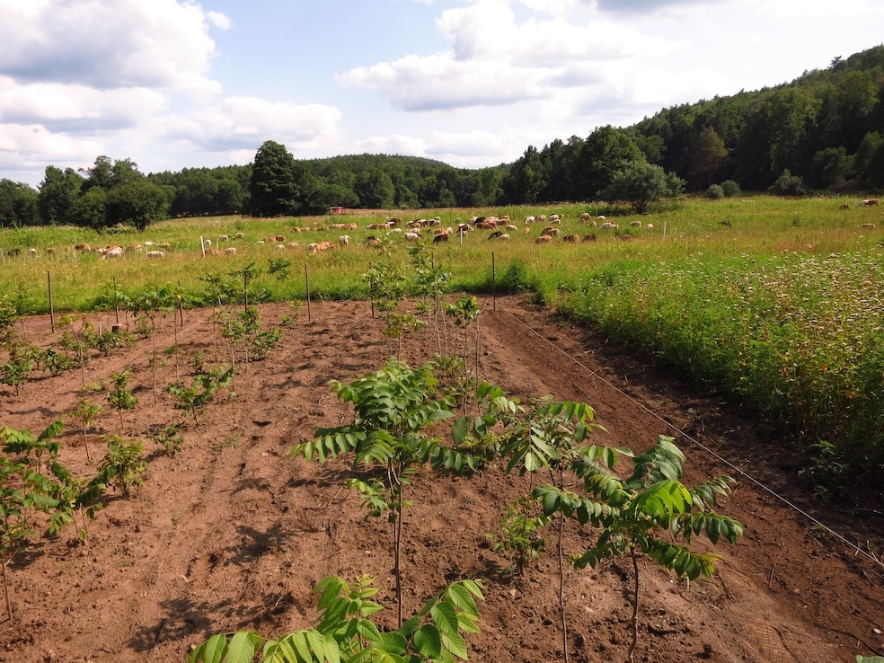 Mother sheep and their lambs grazing near the tree farm