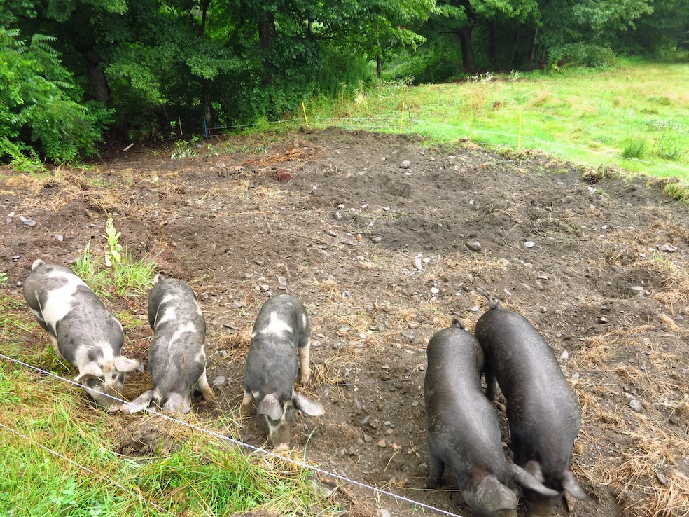 Young pigs preparing new garden area